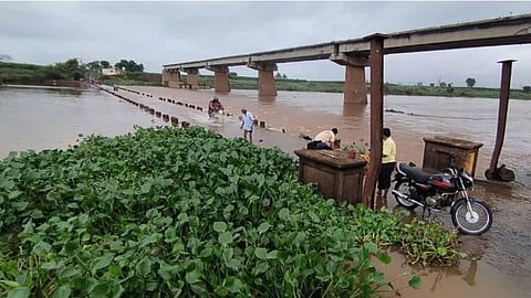 Panchganga River, Rain Update