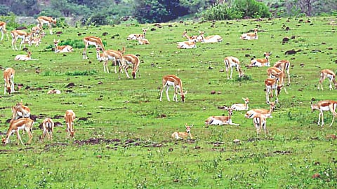 Yeola Wildlife Census 