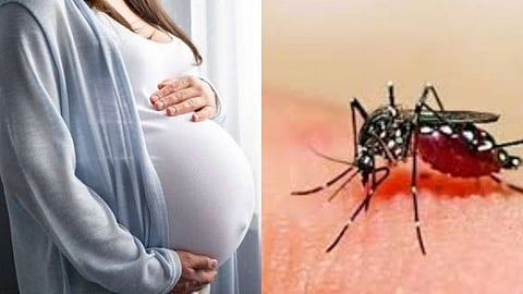 Zika virus 