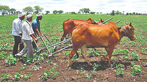 Kharif season