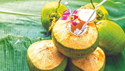 drinking Coconut Water In Monsoon