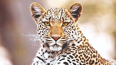  leopards 