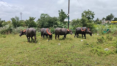 Sangli Heatwave
