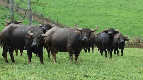 Milking buffaloes died due to electric shock