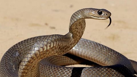 Snakebite Cases