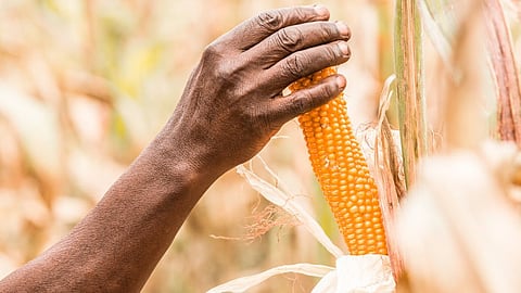 Maize Import 
