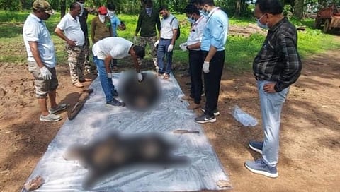 रेल्वेच्या धडकेत मृत्युमुखी पडलेली अस्वले