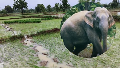 Elephant at Gothangaon