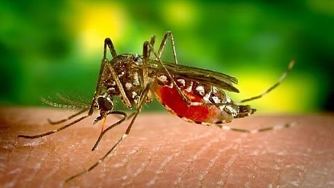 Dengue outbreak risk |