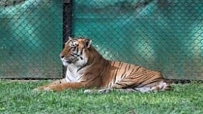 71 animals died in Ranibagh in the last two years!