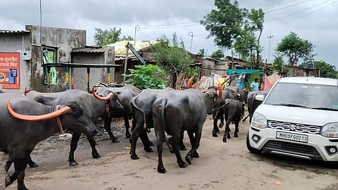 Kolhapur Flood News