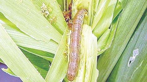 Nashik Agriculture