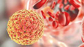 Zika virus