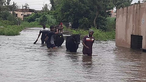 kolhapur flood news