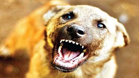 a dog bite 