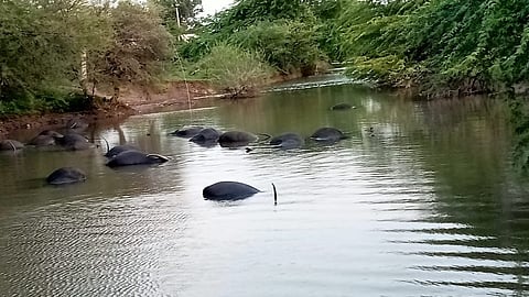 विजेच्या धक्क्याने २४ म्हशींचा मृत्यू 