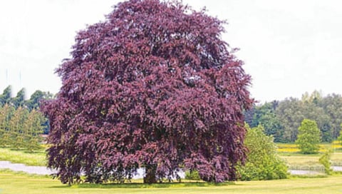 color of the leaves of the trees changes with the sunlight