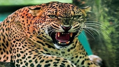 Leopard News