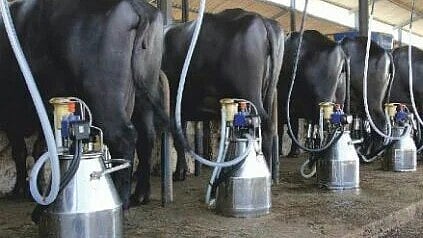 milk