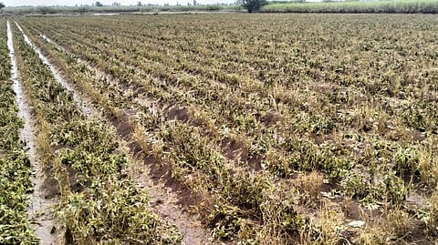 १८ ंदिवस पुराचे पाणी साठून राहिल्याने शेतपिकांचे खूप नुकसान झाले आहे
