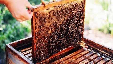 Honey production