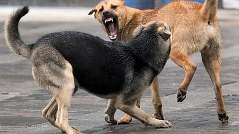 stray dog bite, rabies