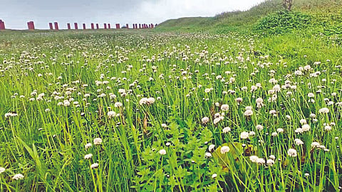 Table Point Satara