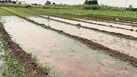 Pune Farm News