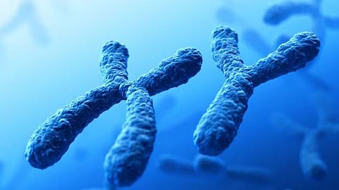 Y Chromosome