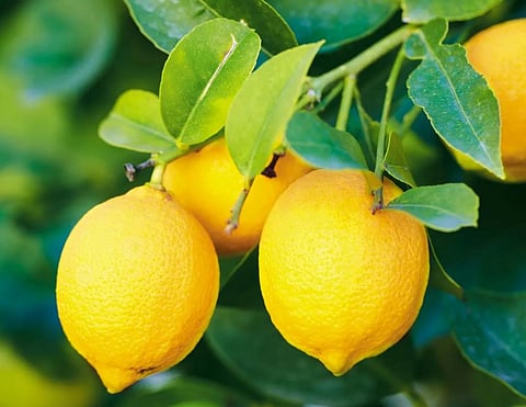 lemons price peaked at Rs 92 per kg