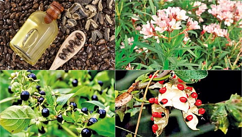 Keep away from these plants