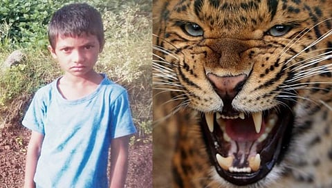 Nashik Leopard Attack 
