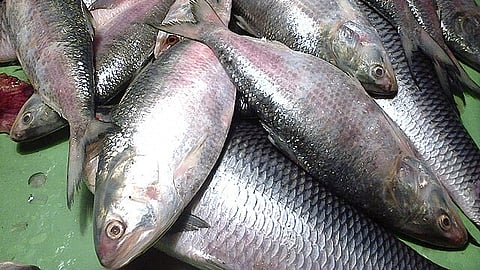 fish rate increased 