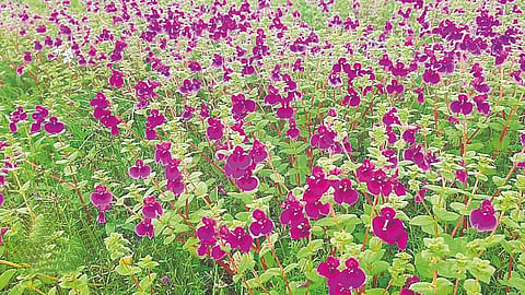 Satara Kas Pathar