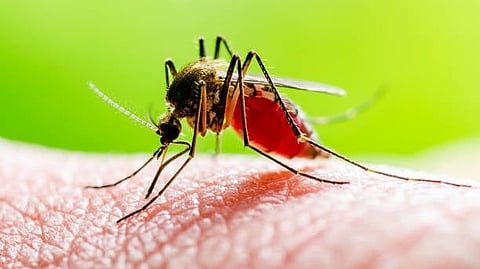 Dengue News
