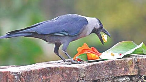 Pitru Paksha 2024