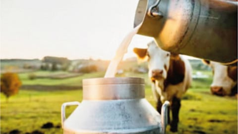 Dairy Business in Crisis