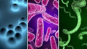 Antibiotics 