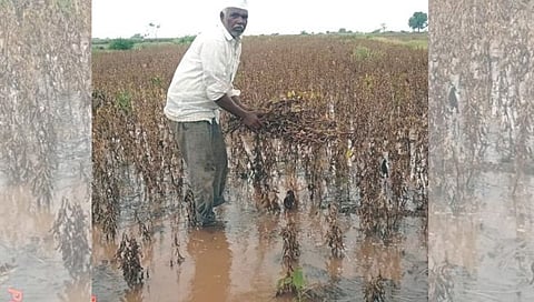 परतीचा पाऊस, नुकसान