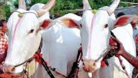  Parbhani bull pair stolen 