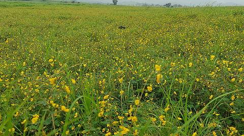 लॅव्हंडर मांजरा पठार 