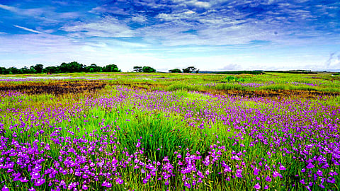UNESCO Team Kaas Plateau