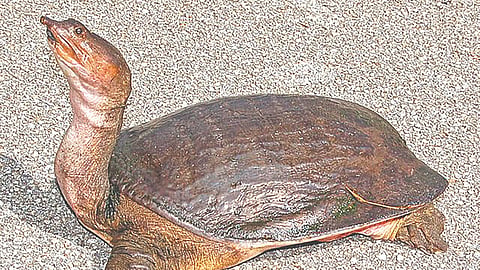Many species of turtles are threatened with extinction