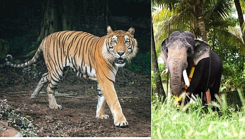 
Tigers and elephants will be conserved in Konkan