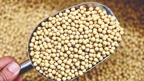soybean purchase