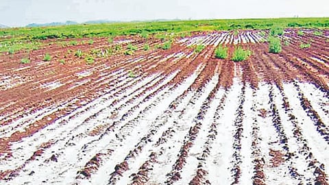 Sangli saltpan project cancellation