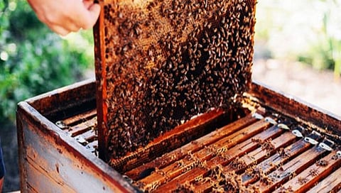Beekeeping |