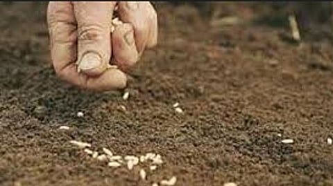 Rabi Crops