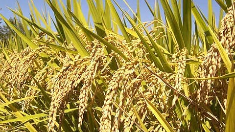 Cost of rice production