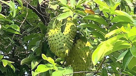 Lakshman Phal Fruit